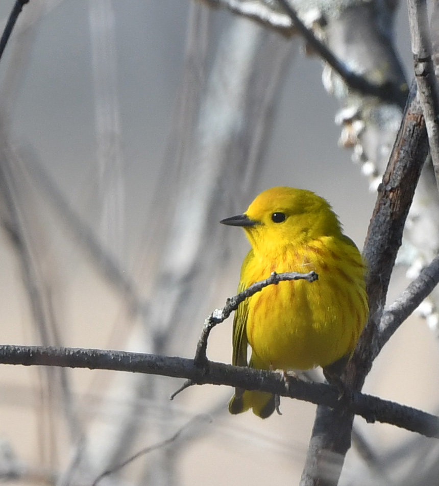 Yellow warbler perched on a branch