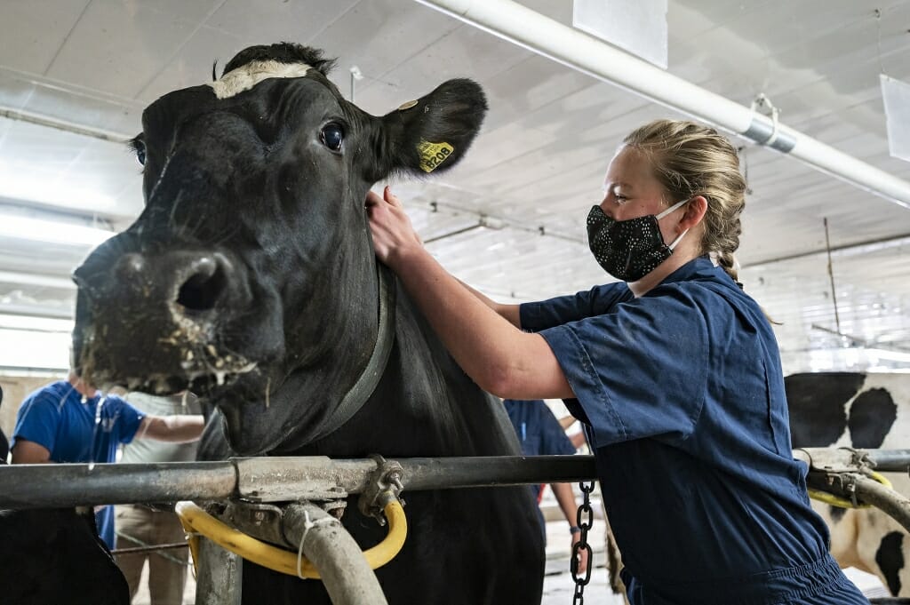 Person putting collar around cow's neck