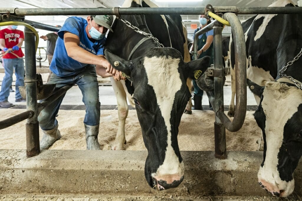 Student buckling collar around cow's neck