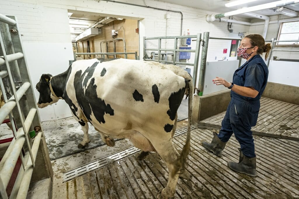 Cow walking through fence gate