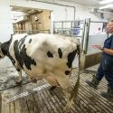 Cow walking through fence gate