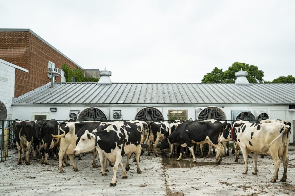 Cows walking toward building