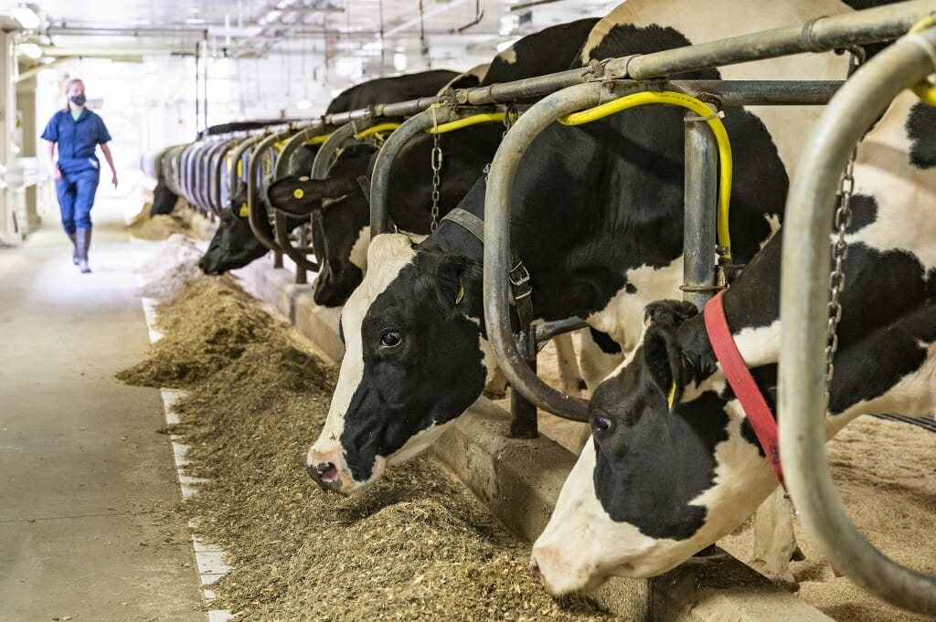 Closeup of cows eating in feeding stalls