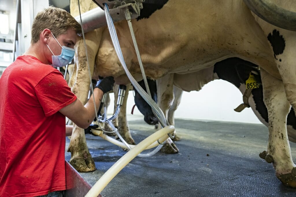 Student hooks up milking machine to cow's udder