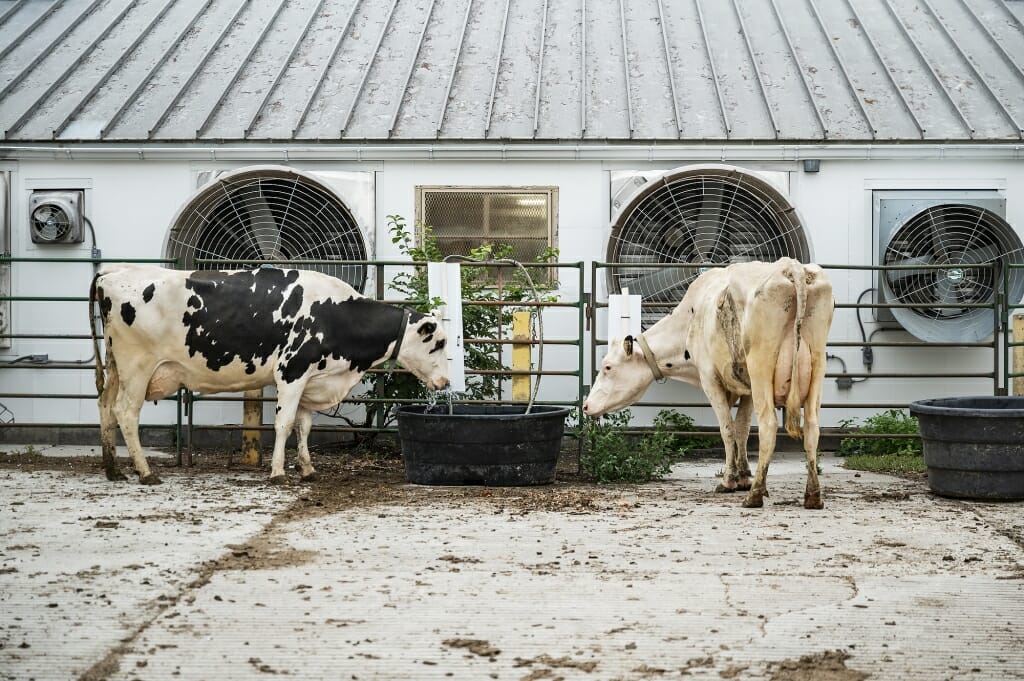 2 cows standing by a large tub