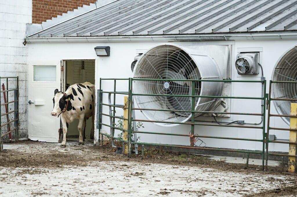 Cow existing building with a large fan in the wall