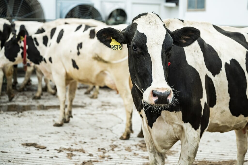 Closeup of a cow looking into the camera