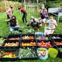 Clockwise from upper left, undergraduate students Jenny Zinniker, Sophia Webber, Will Hofkamp, Maggie Marshall, Christopher Hastings and Molly DeVore pose after harvesting more than 300 pounds of  fresh produce from their farm plot at Eagle Heights Community Garden.