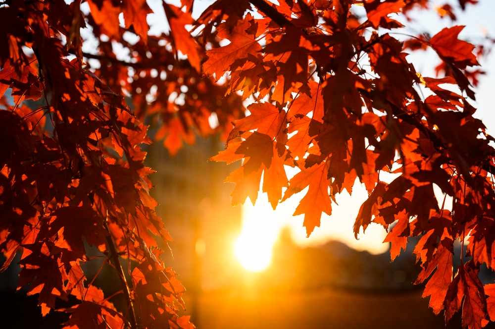 Red tree leaves are backlit by orange sunlight during an autumn sunset on Oct. 27.