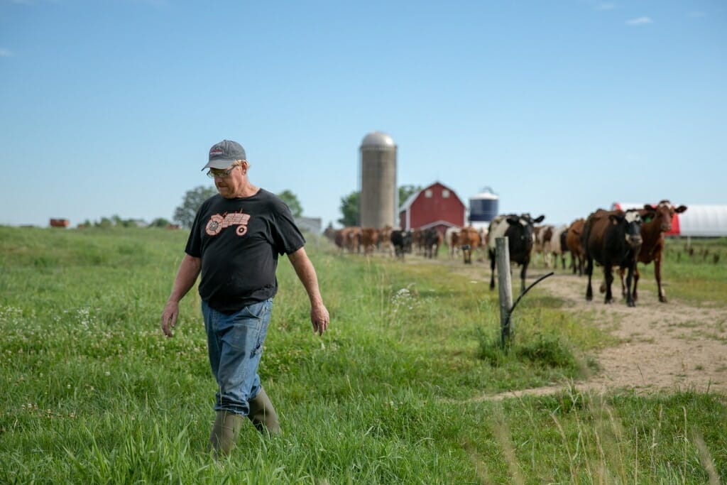 Bert walking into field with cows following from barn