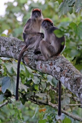 2 Ugandan red colobus in a tree