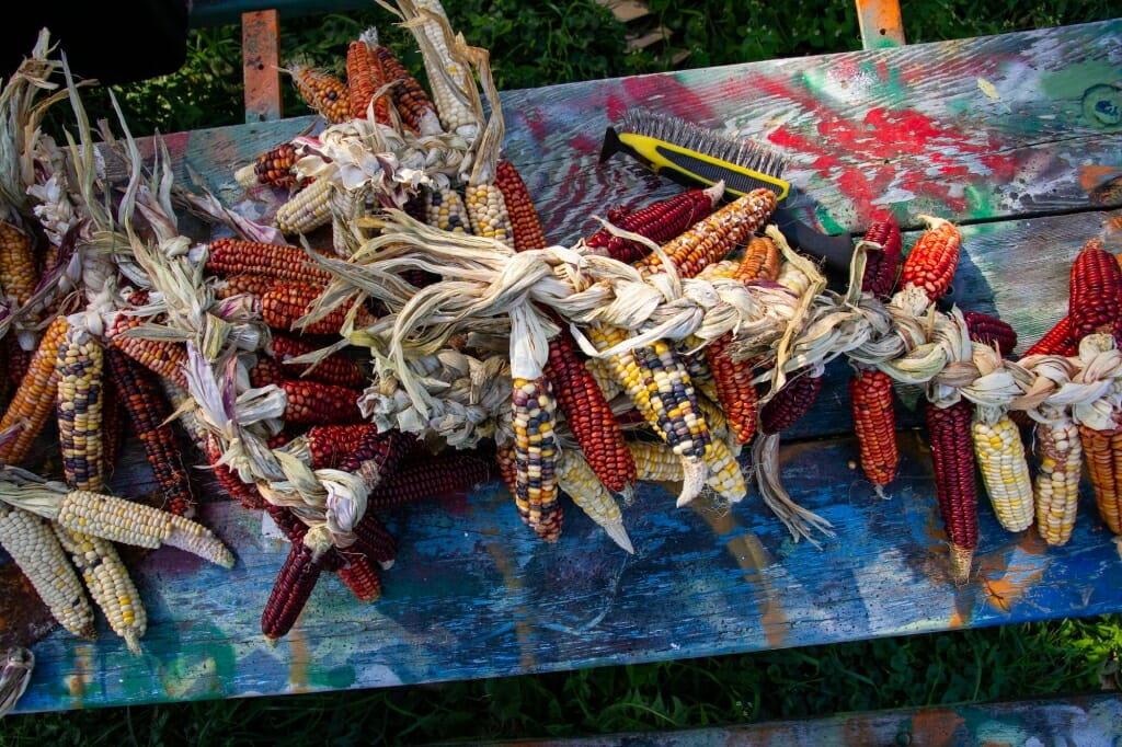 Bunches of braided corn on a table