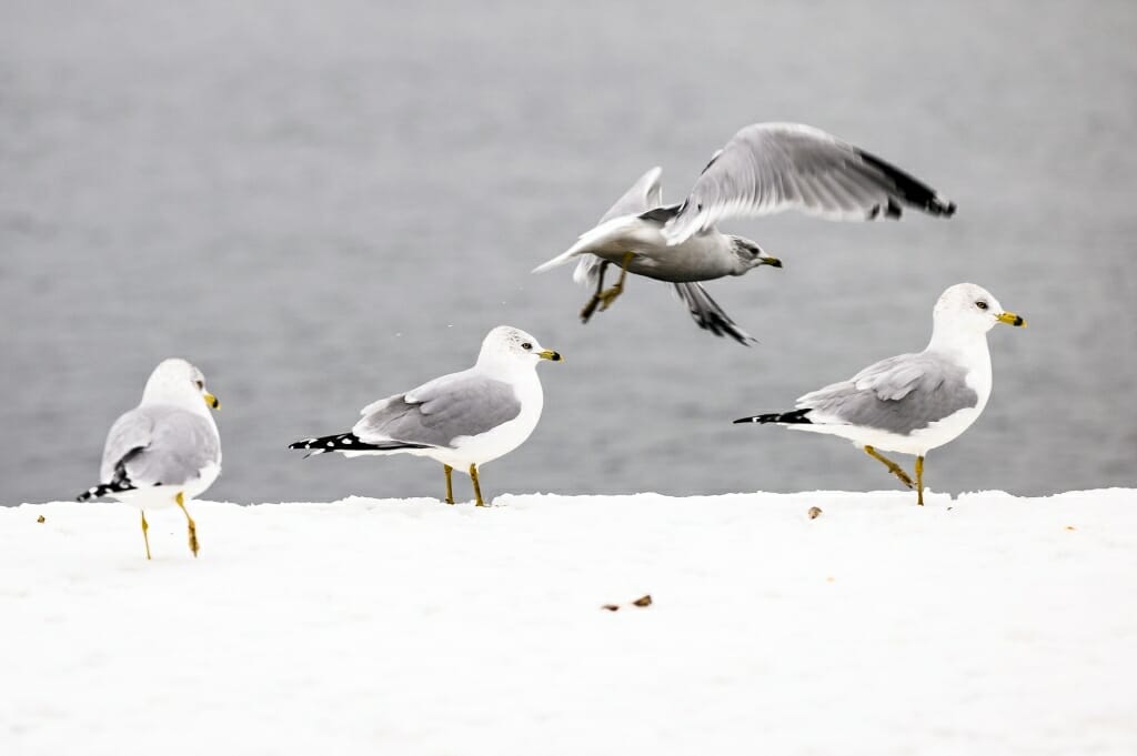 A flock of seagulls perch on the Goodspeed Family Pier and look out on the open water of Lake Mendota.