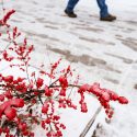 Following the first winter snowfall of season, a red-berry bush frames a view of pedestrians – and the occasional food-delivery robot – make their way along a University Avenue sidewalk on the University of Wisconsin-Madison campus during late autumn on Nov. 24, 2020. Campus was feeling quiet as students departed for the Thanksgiving holiday and to complete the remainder of the Fall semester remotely during the global coronavirus (COVID-19) pandemic. (Photo by Jeff Miller / UW-Madison)