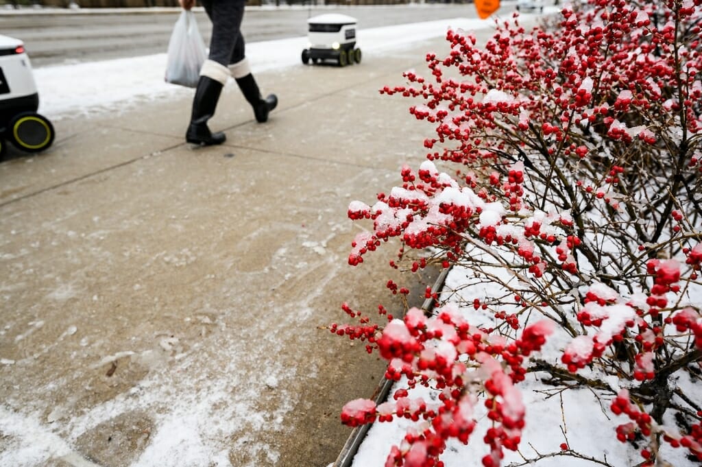 A red-berry bush frames a view of pedestrians – and the occasional food-delivery robot – making their way along a University Avenue sidewalk.