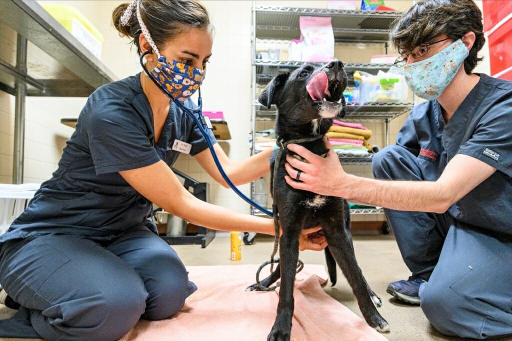 2 people handling a dog