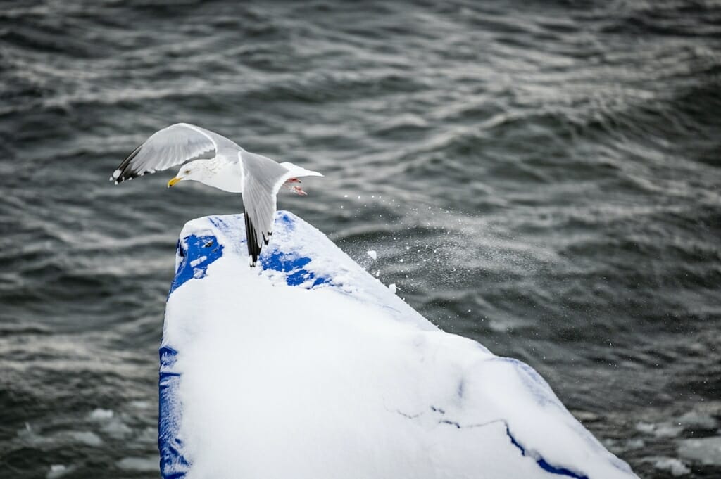 A seagull about to take off from a boat