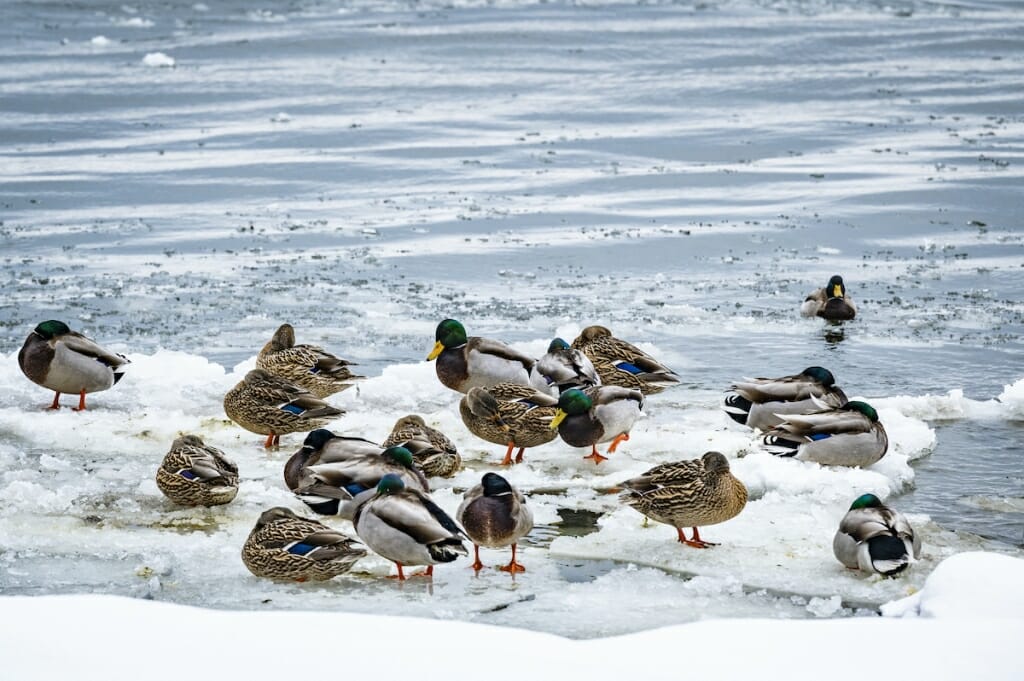 A small flock of mallards standing on a snow-and-ice-covered patch of the lake