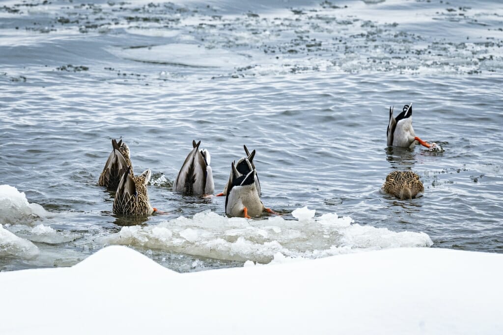 Several ducks dunking their heads in the water