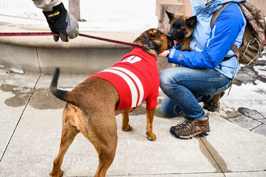 Sporting a motion W-branded sweater, Ruprai, a rottweiler, boxer and pit bull mix, greets a 12-week old Belgian 
Tervuren named Eager.