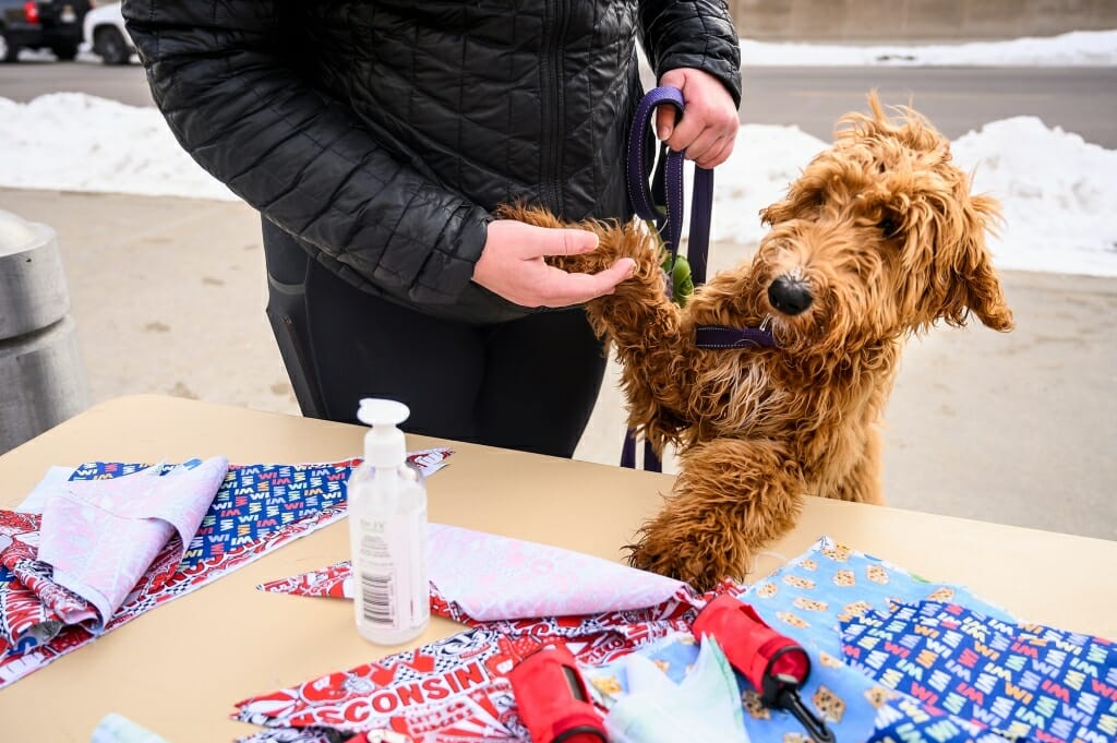 Lauren Sargeant's excited six-month-old golden doodle, Ellie, explores the welcome table.