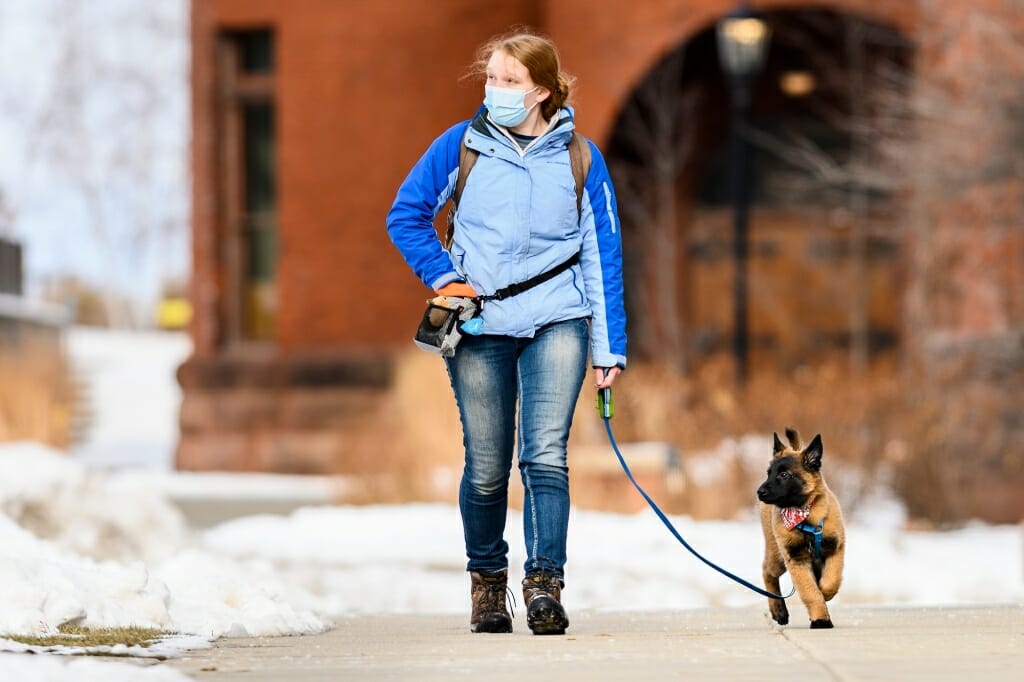 Laura Simonson, an associate research specialist in UW-Madison's School of Medicine and Public Health's Department of Dermatology, walks her 12-week old Belgian Tervuren, named Eager, through Library Mall.