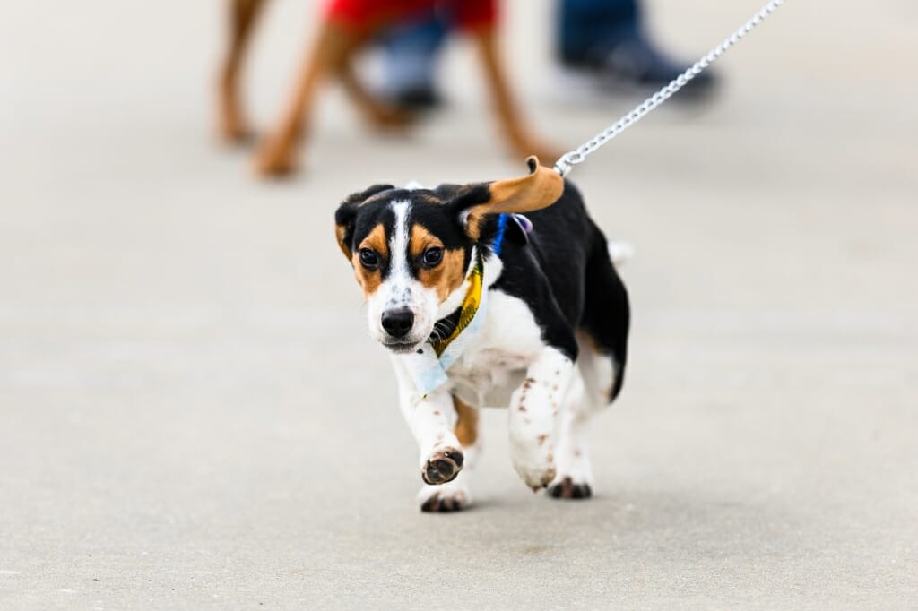 Tanner, a five-month-old beagle, breaks into a trot as more than 30 registrants participate in the Wisconsin Union’s Hound Hike.