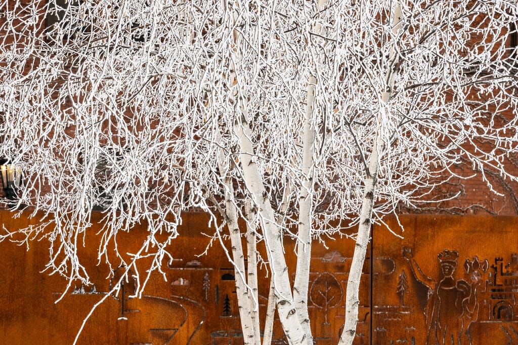 Birch trees at Alumni Park look like something from a fairy tale when their branches are coated with rime ice.