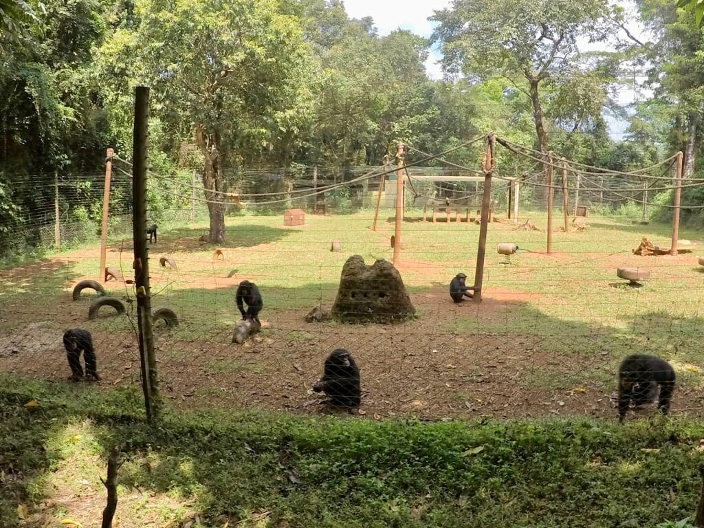 Several chimps in an outdoor enclosure