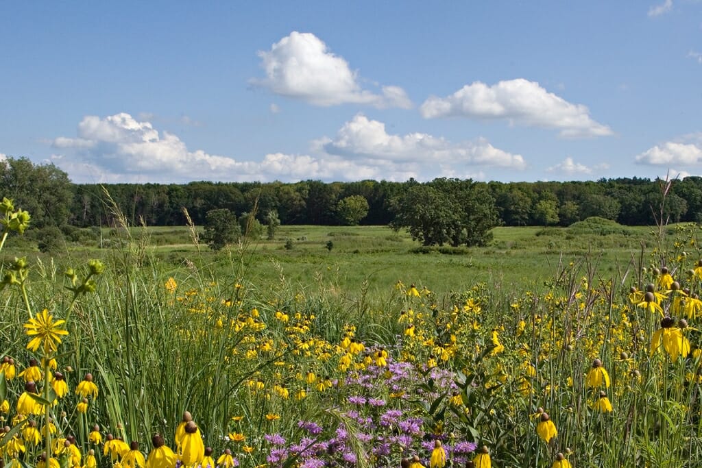 Curtis Prairie, seen from the Wisconsin Native Plant Garden.