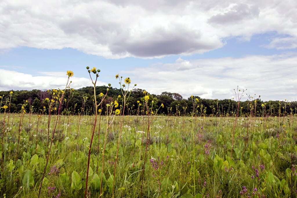 Greene Prairie