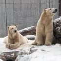 HVZ-polar-bears_horizontal-crop-768×576