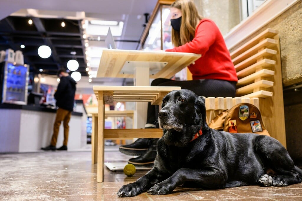 Dog lying on floor next to student sitting at table