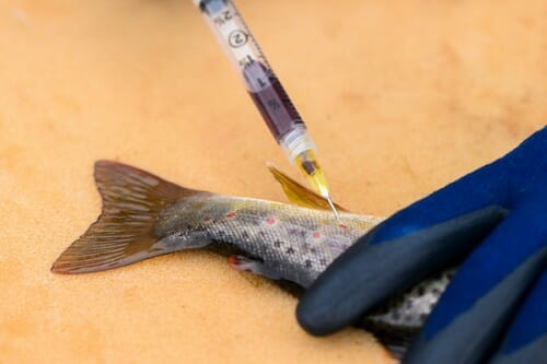 Blood sample is taken with a syringe from a brown trout