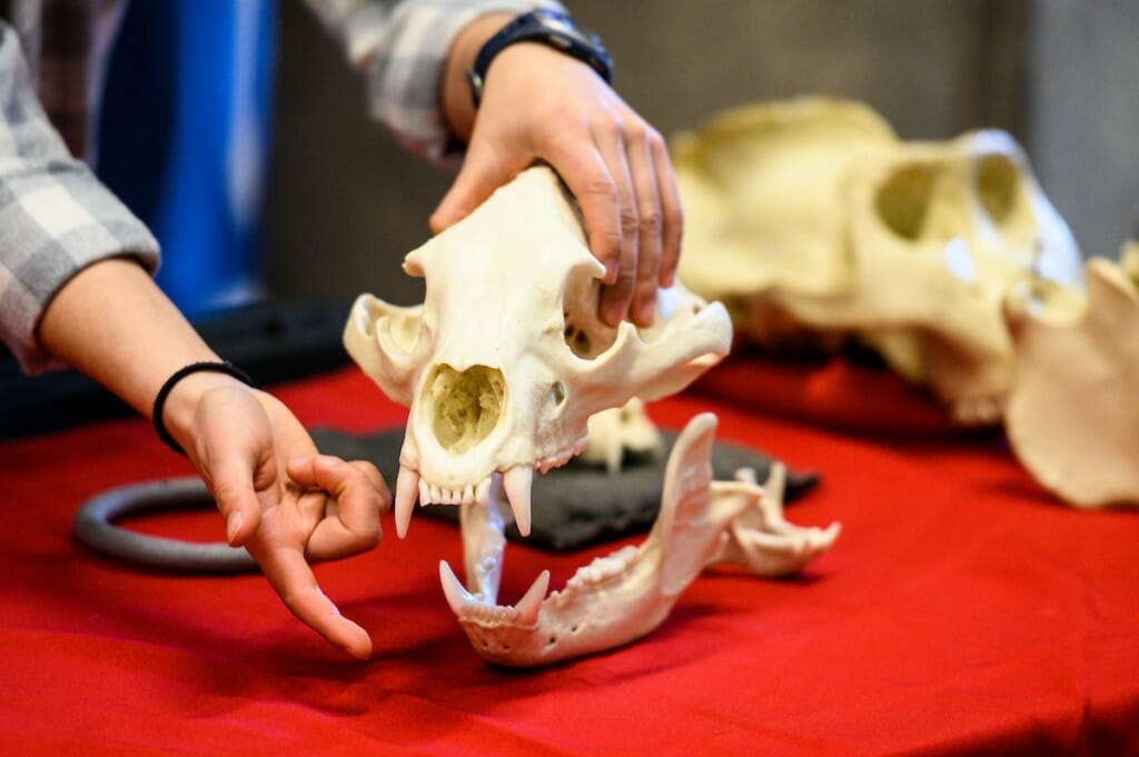 Closeup of a person's hands holding and pointing to a bear skull