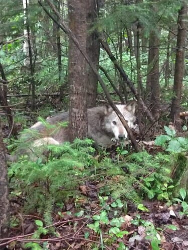 Wolf lying on ground between trees