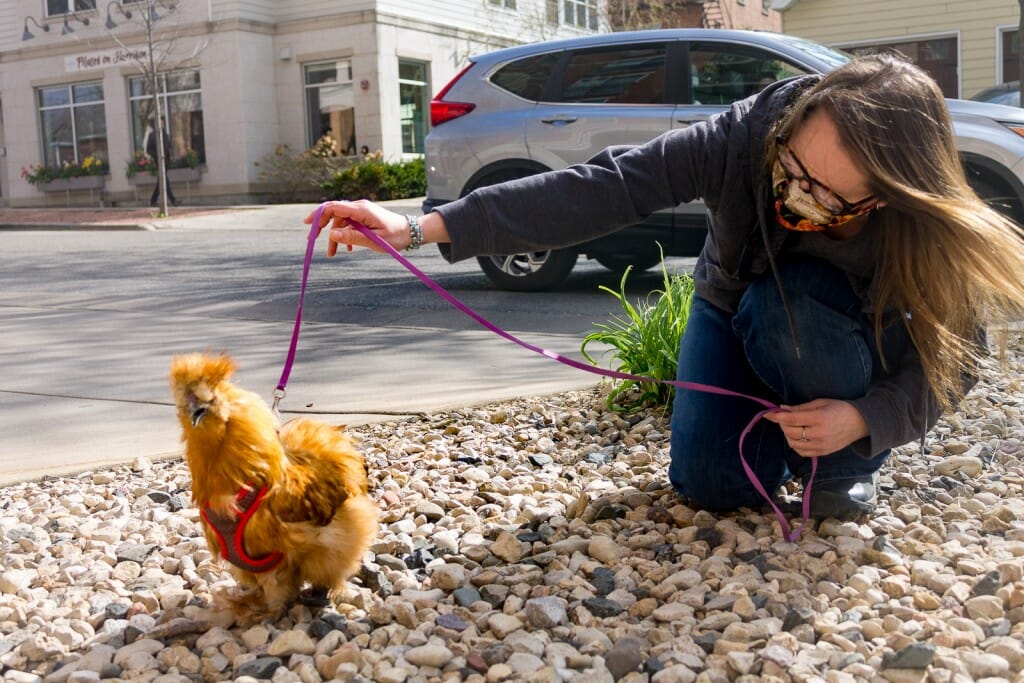 Person holding a chicken by a leash