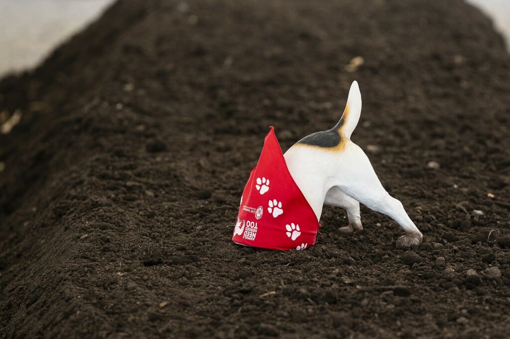 Digger, a School of Vet Med dog statue, is pictured.