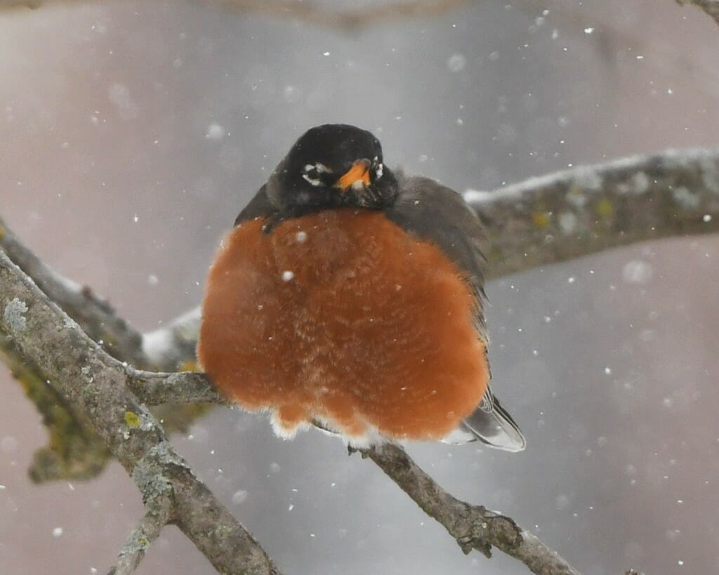 American robin on a branch