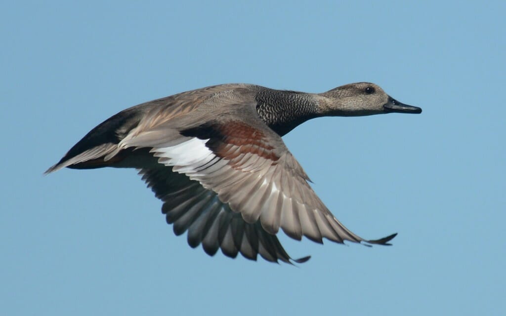 Gadwall in flight