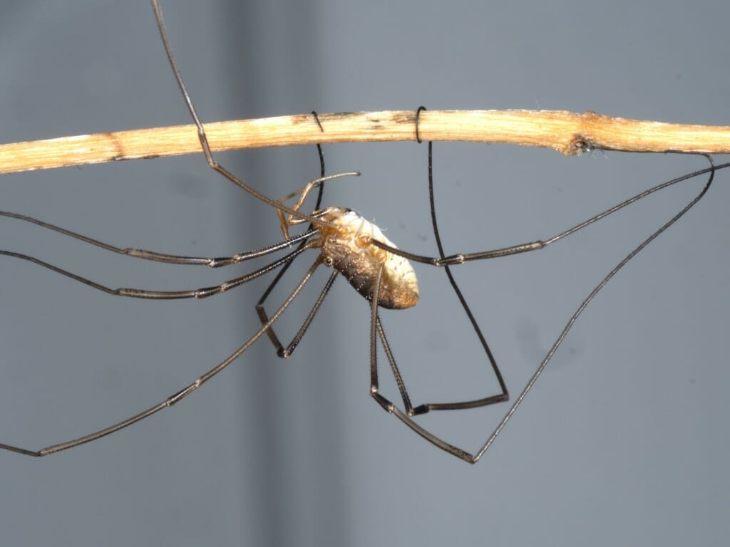 Closeup of daddy longlegs on a stick