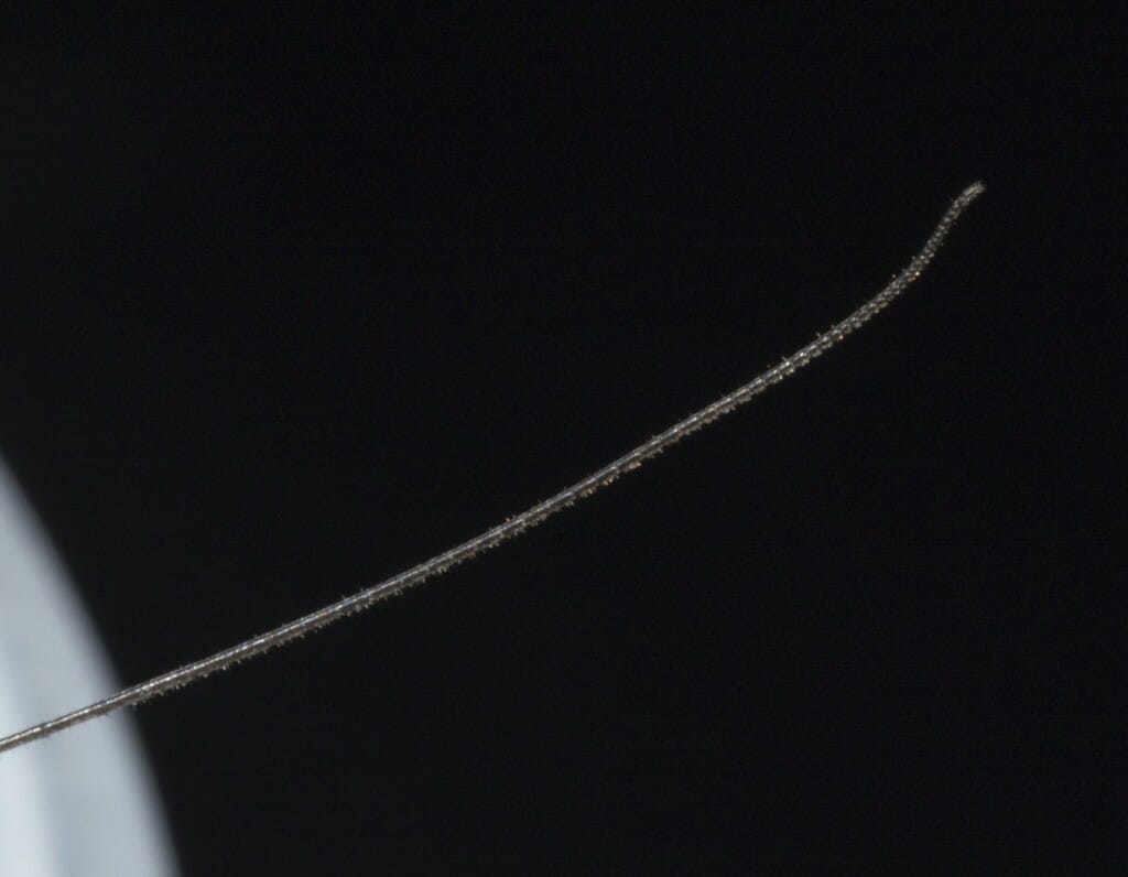 Extreme closeup of a daddy longlegs leg