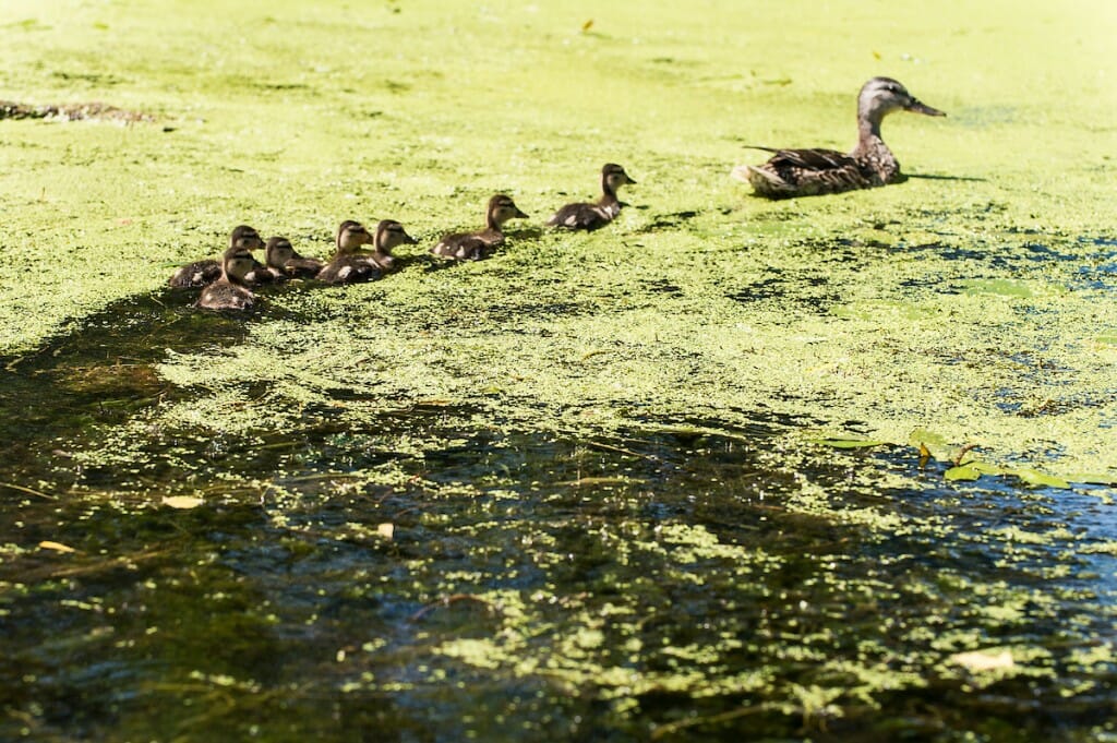 Ducks swimming through algae