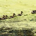 Ducks swimming through algae