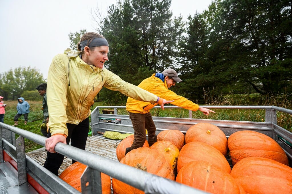 A wagon load of pumpkins