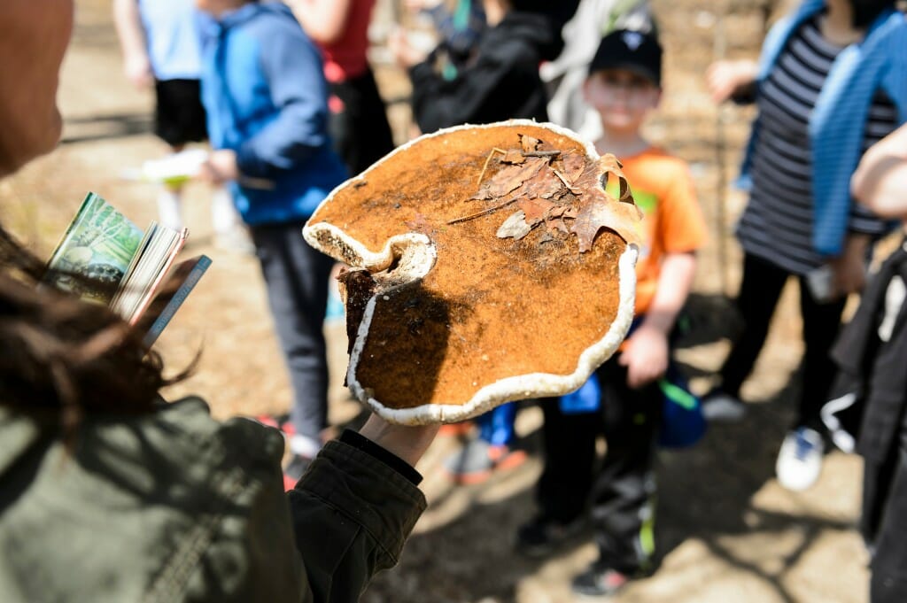 Person holding a mushroom