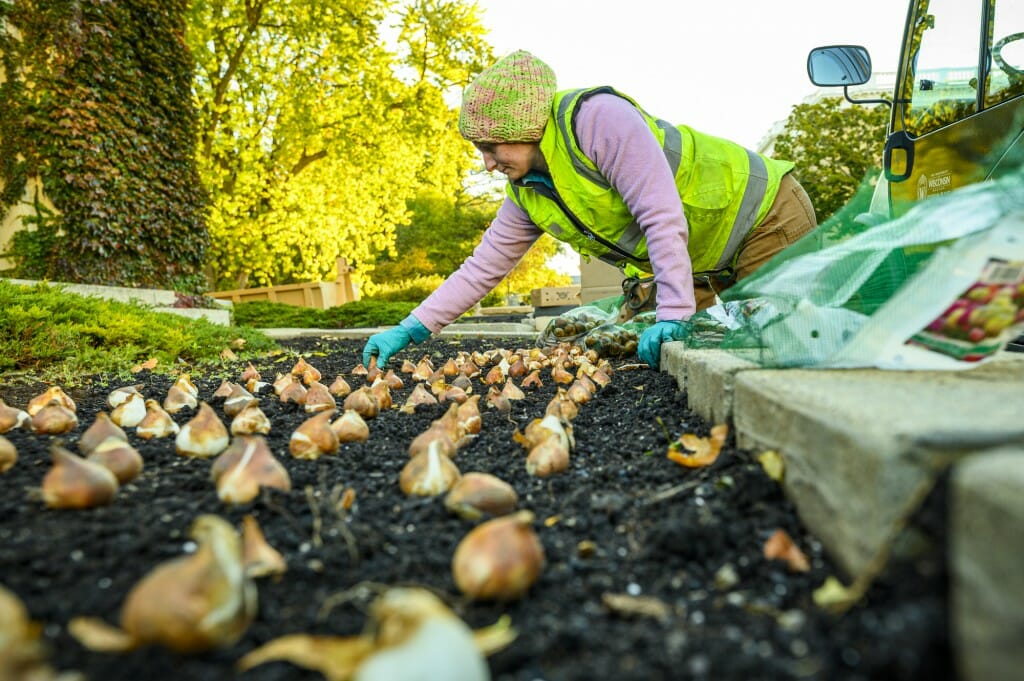 When tulips open their petals to greet you in front of the Carillon Tower next spring, you can thank Danielle Smith, a gardener in the Division of Facilities Planning and Management, for having carefully arranged and planted the bulbs this autumn.