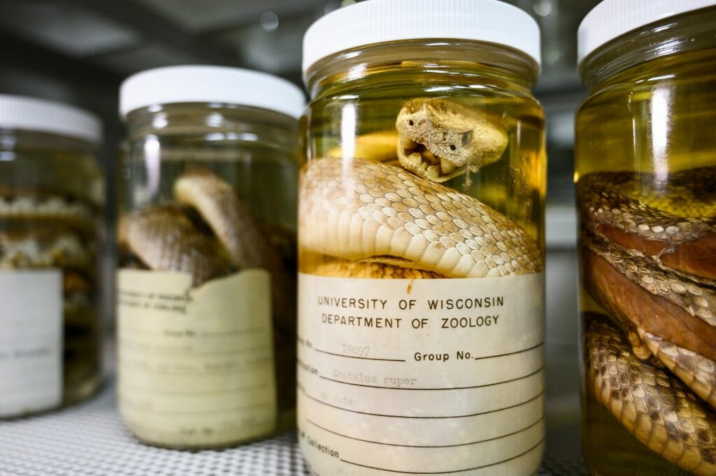 A dead snake in a jar of liquid