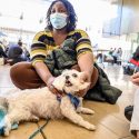 Jessie, a Maltese-mix dog with Dogs on Call, is petted by student Grace Ruo.