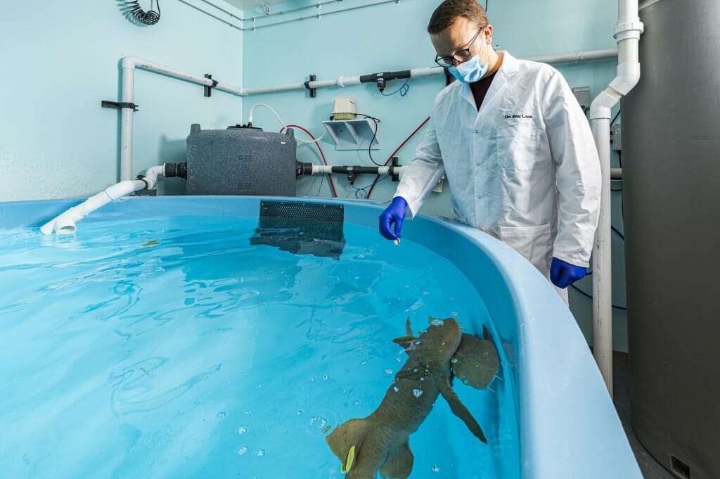 Person putting pieces of squid in tank with shark in it